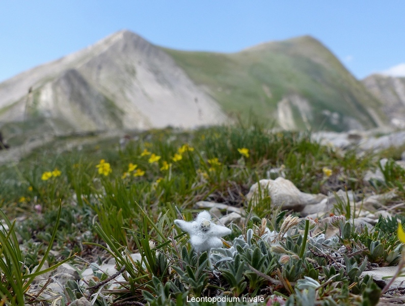 Orchidee e fiori del Monte Vettore e del Lago di Pilato � 26 giugno 2025.